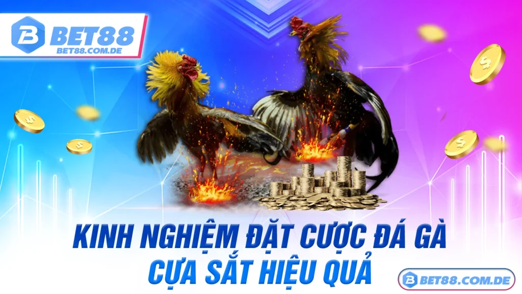 Đá gà cựa sắt 02